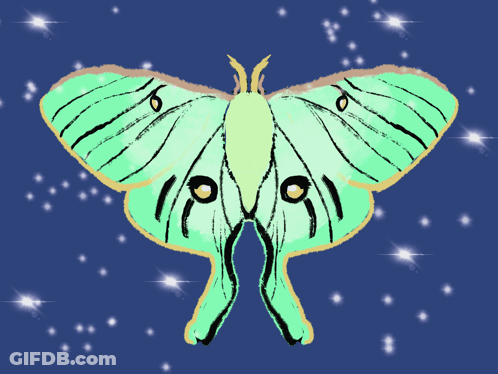 Green Moth GIF