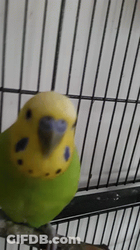 Green Parakeet With Yellow Head Sitting In Cage GIF