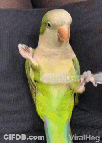 Green Parrot Holding Toothbrush GIF
