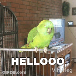 Green Parrot In Cage Saying Hellooo GIF
