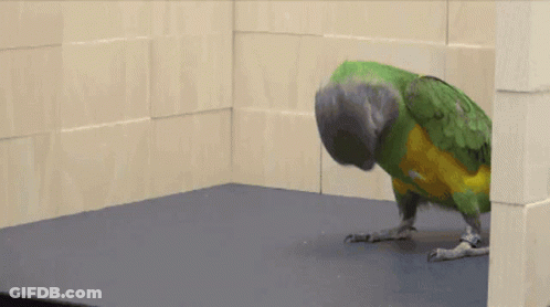 Green Parrot Laying On Its Back GIF
