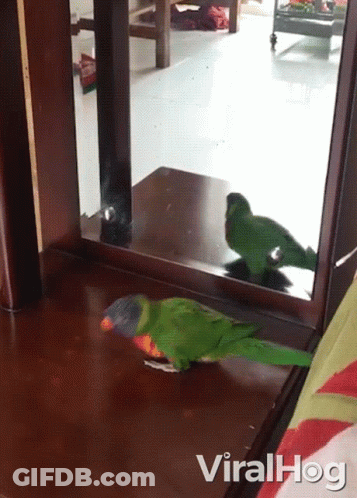 Green Parrot Looking At Reflection Viralhog GIF