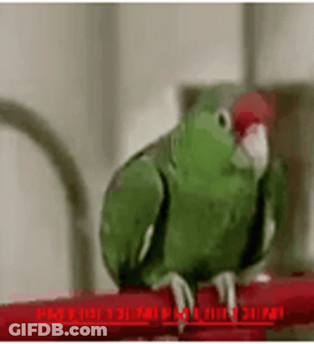 Green Parrot Perched On Red Ladder GIF