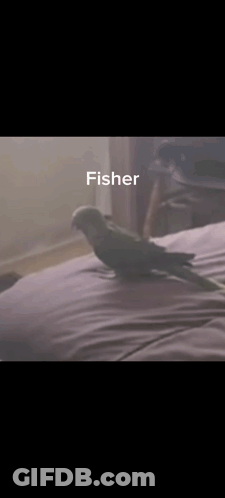 Green Parrot Sitting On Bed Named Fisher GIF