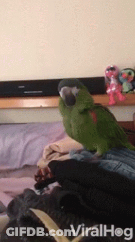 Green Parrot Sitting On Bed With Viralhog Watermark GIF