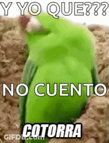 Green Parrot Sitting On Dirt Meme GIF