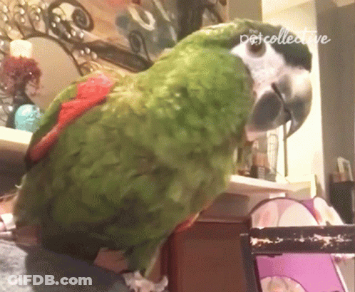 Green Parrot Sitting On Shelf Petcollective GIF