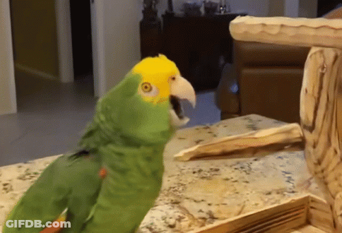 Green Parrot With Yellow Head Standing On Table GIF