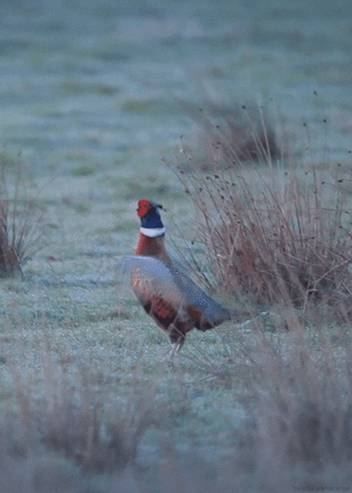 Green Pheasant Flapping Its Wings Fast GIF