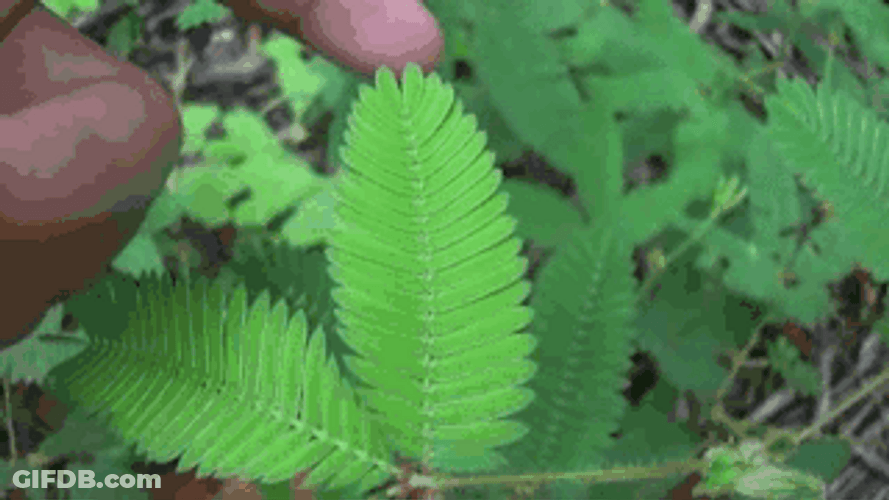 Green Shame Plant Hiding GIF