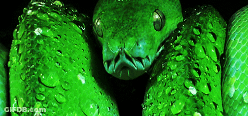 Green Snake Close Up Black Background GIF