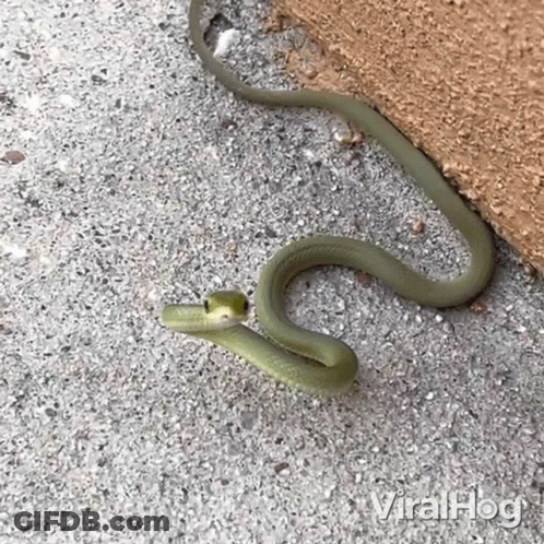 Green Snake Crawling Beside Wall GIF