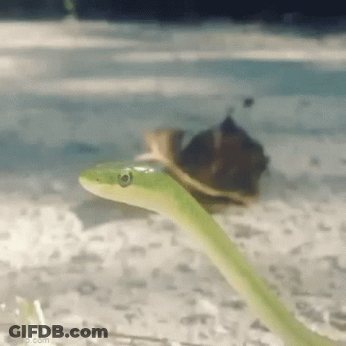 Green Snake Looking At Turtle GIF