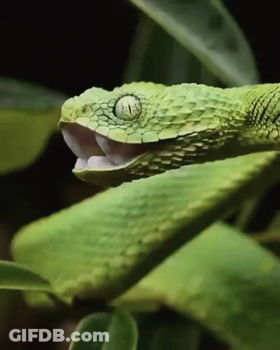 Green Snake With Mouth Open Eyes Closed GIF