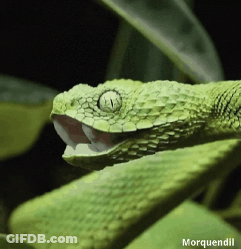 Green Snake With Name Morquendil GIF