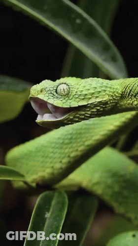 Green Snake With Open Mouth GIF