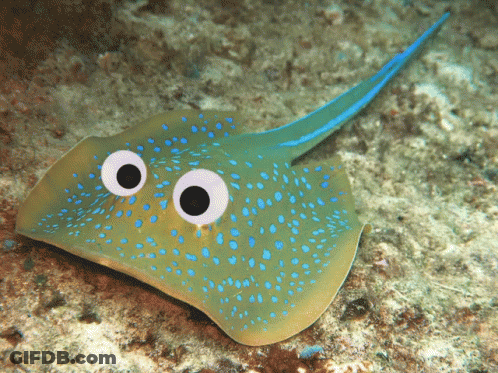 Green Stingray With Blue Spots And Big Eyes GIF
