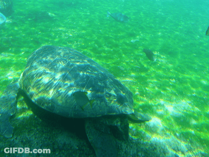 Green Swimming Turtle GIF