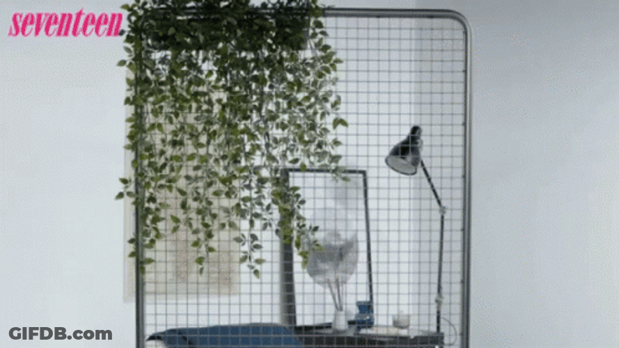 Green Wall Hanging Plant GIF