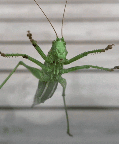 Green Winged Cricket Closeup GIF