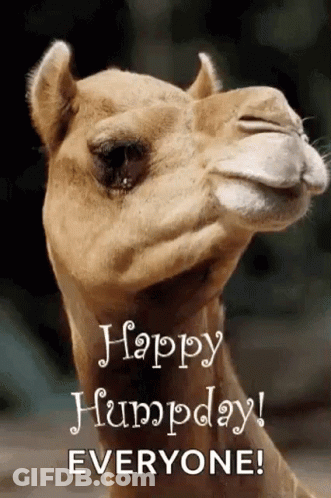 Greeting Happy Humpday GIF