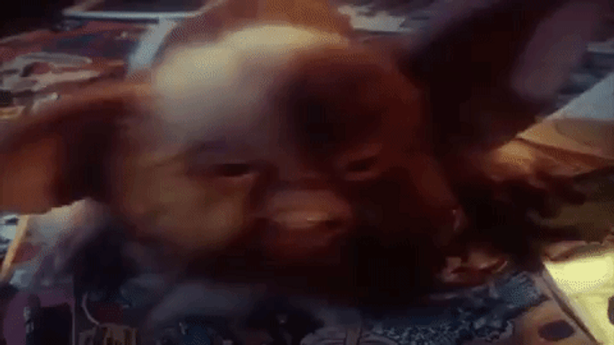 Gremlin Gizmo Shaking Head GIF