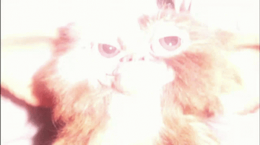 Gremlin Mogwai Moving Eyes GIF