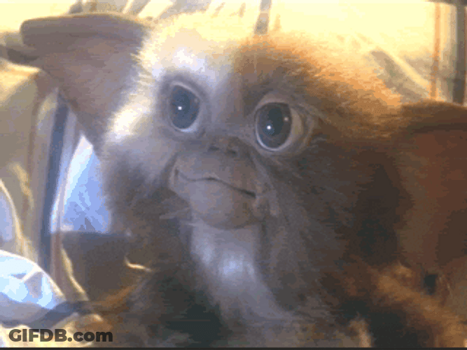 Gremlins Cute Eye Blink GIF