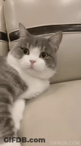 Grey And White Cat Laying On Couch GIF