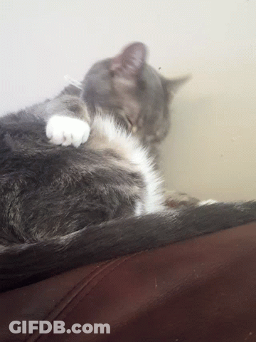 Grey And White Cat Laying On Couch GIF