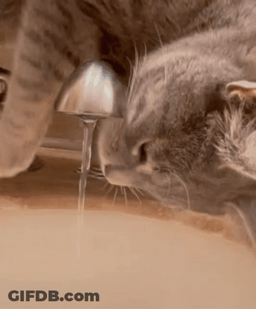 Grey Cat Licking Spout Of Water GIF
