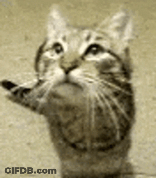 Grey Cat Meow At Someone GIF