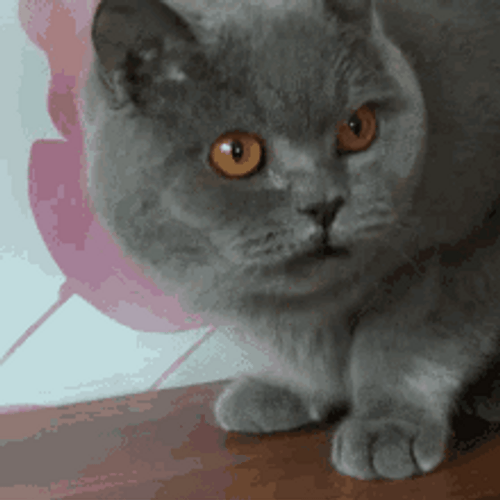 Grey Cat Vomit Puke GIF