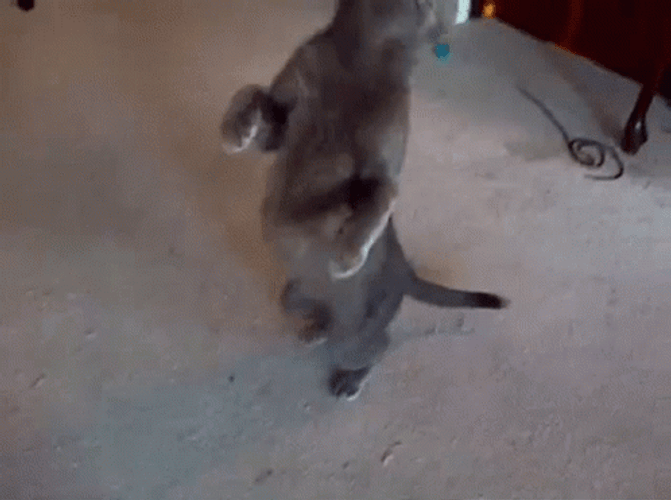 Grey Cat Walking Like Human GIF
