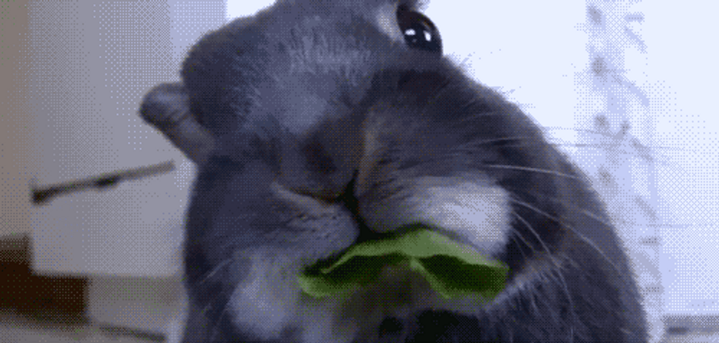 Grey Hamster Just Saying Hi Stare GIF
