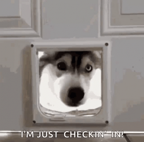 Grey Husky Just Saying Hi GIF