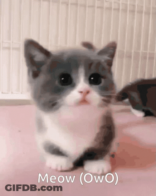 Grey Kitten Meow Owo GIF