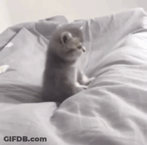 Grey Kitten On Bed Meow GIF