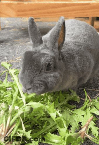 Grey Rabbit Eating Green Leaves GIF