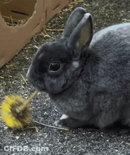 Grey Rabbit Eating Yellow Flower GIF