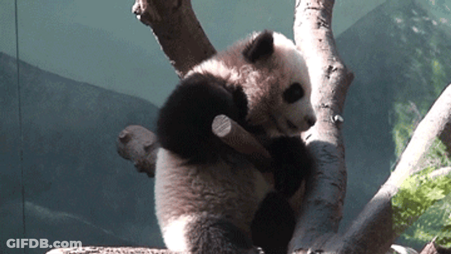Gripping Panda Bear Climbing GIF