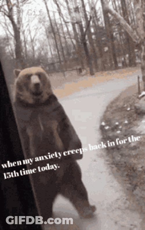 Grizzly Bear Creeping Anxiety GIF