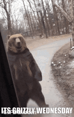 Grizzly Bear Looking Out Window GIF
