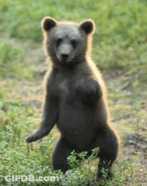 Grizzly Bear Shaking GIF