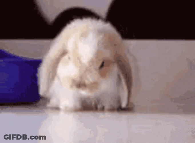 Groggy Bunny Cute Animal GIF