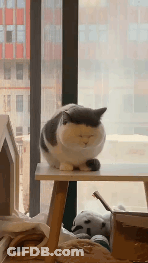 Groggy Cat Yawn GIF