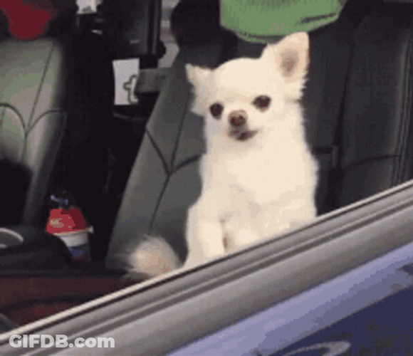 Groggy Chihuahua Dogs GIF