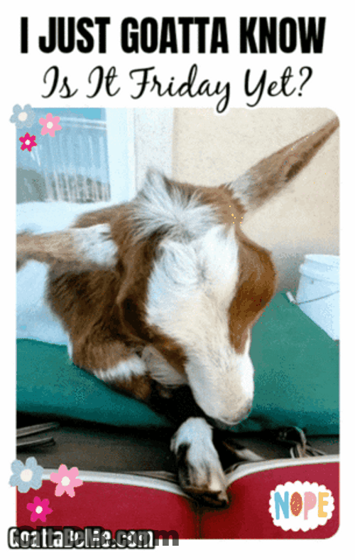 Groggy Goat Is It Friday Yet Face GIF