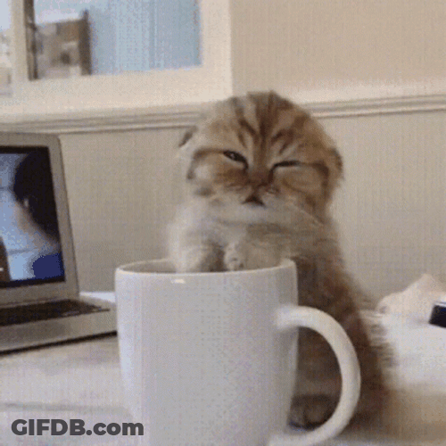 Groggy Kitten In A Cup GIF
