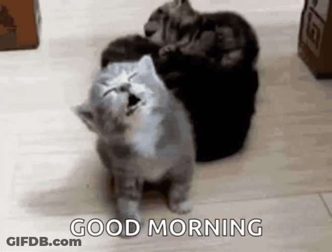 Groggy Morning Kitten GIF